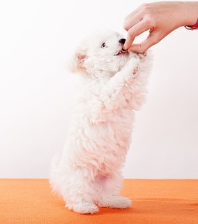 dog-1196642_960_720.jpg